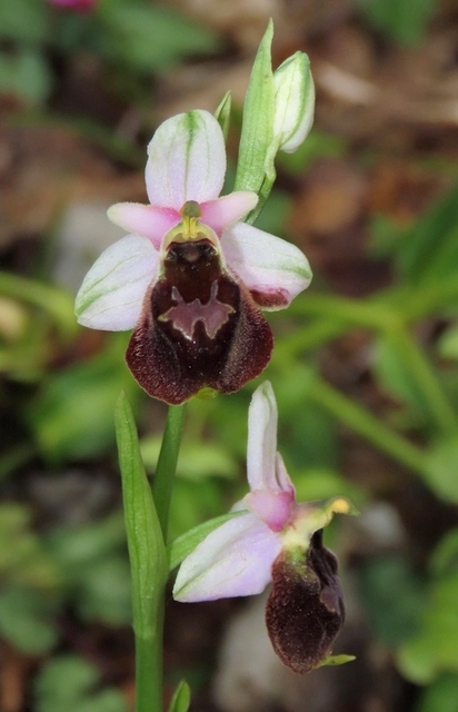 Ophrys crabronifera & Ophrys holosericea sp. � Monti Lucretili  (Roma).